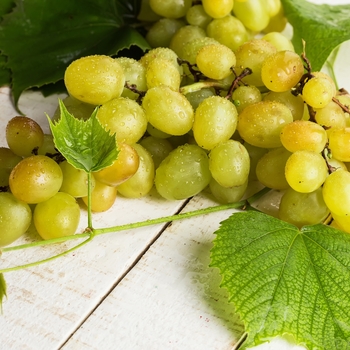 Vitis labrusca - 'Himrod' Seedless Grape