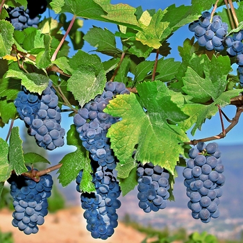 Vitis 'Mars' - Mars Grape