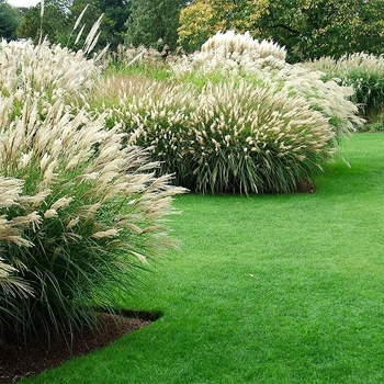 Miscanthus little Kitten - Little Kitten Grass