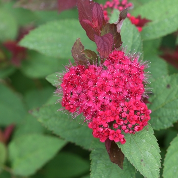 Spiraea x - Double Play Doozie®