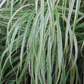 Miscanthus sinensis - Variegated Grass