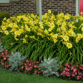 Hemerocallis hybrid - Rainbow Rhythm® 'Going Bananas'