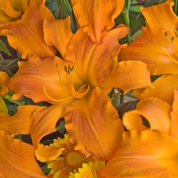 Hemerocallis hybrid - Rainbow Rhythm® Primal Scream