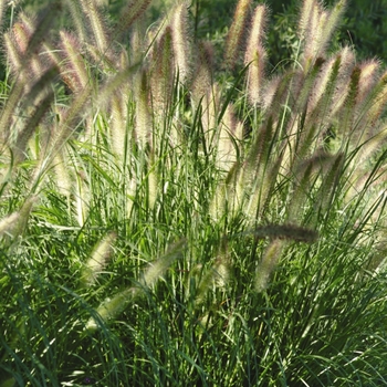 Pennisetum alopecuroides 'Cassian' - Dwarf Fountain Grass 'Cassian'