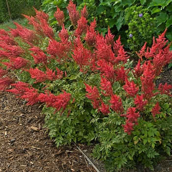 Astilbe-Hybrid -Astilbe x arendsii 'August Light'