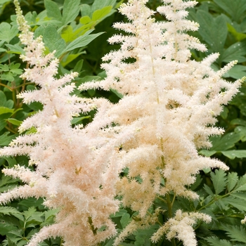 Astilbe chinensis ''Milk and Honey'' - Astilbe-Chinese