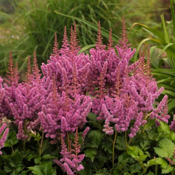 Astilbe chinensis - 'Visions' Chinese Astilbe
