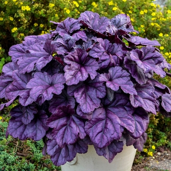 Heuchera hybrid - Dolce® Wildberry