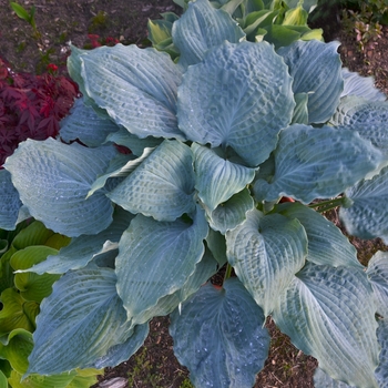 Hosta hybrid - Shadowland® 'Diamond Lake'