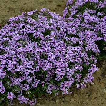 Phlox 'Eye Candy' - Creeping Phlox