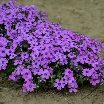 Phlox 'Eye Shadow' - Creeping Phlox