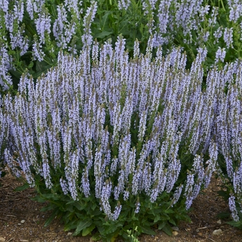 'Perfect Profusion' -Salvia nemerosa 