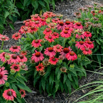 Echinacea hybrid - Coneflower