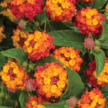 Lantana camara - Luscious® Citrus Blend™