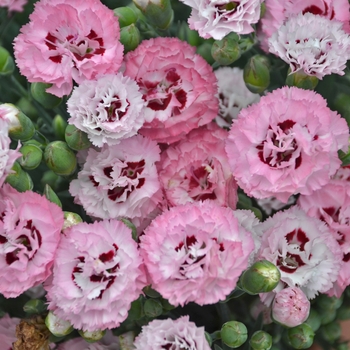 Dianthus 'Pretty Poppers Appleblossom Burst' - Cheddar Pinks