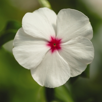 Catharanthus roseus 'Mediterranean Polka Dot' - Cascading Vinca White w/eye