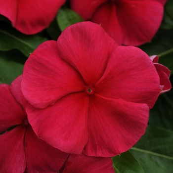 Trailing Red Vinca - Cascading Red Beauty Vinca