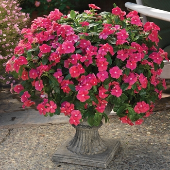 Catharanthus roseus - Cora Cascade Cherry Vinca