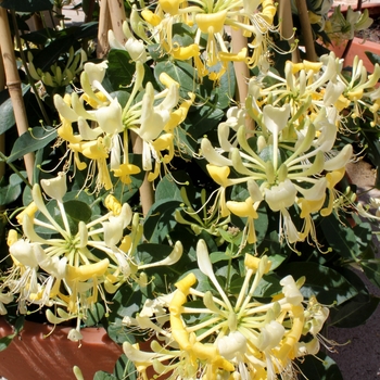 Lonicera periclymenum - 'Scentsation'