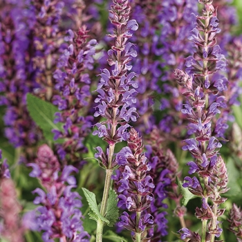 Salvia nemorosa - Color Spires® 'Violet Riot'