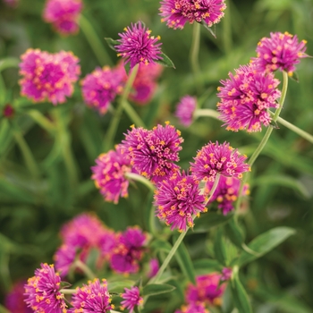 Gomphrena pulchella - Truffula™ Pink