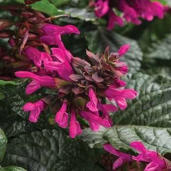 Salvia hybrid - Rockin® Fuchsia