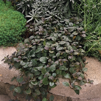Ajuga reptans - Ajuga