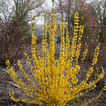 Forsythia x - Show Off Starlet®