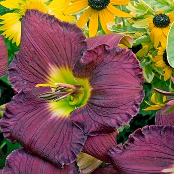Hemerocallis hybrid - Rainbow Rhythm® Nosferatu
