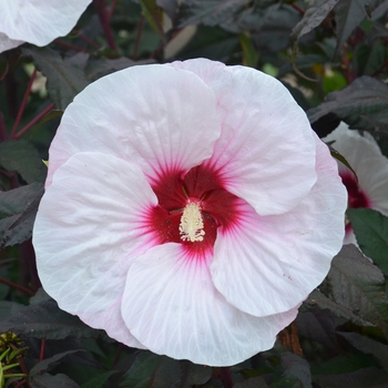 Hibiscus 'Mocha Moon' - Rose Mallow