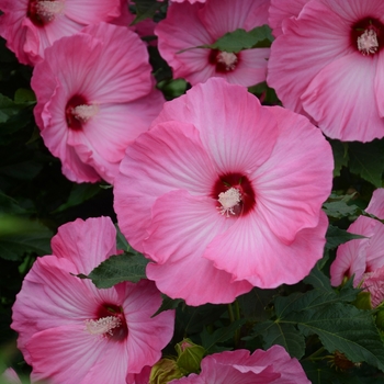 Hibiscus 'Airbrush Effect' - Rose Mallow