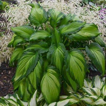 Hosta 'Angel Falls' - Hosta