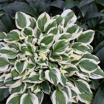 Hosta 'Diamonds are Forever' - Plantain Lily