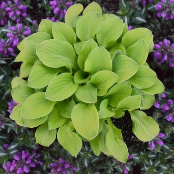 Hosta 'Sun Mouse' - Hosta, Plantain Lily