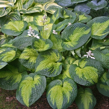 Hosta - 'Brother Stefan'