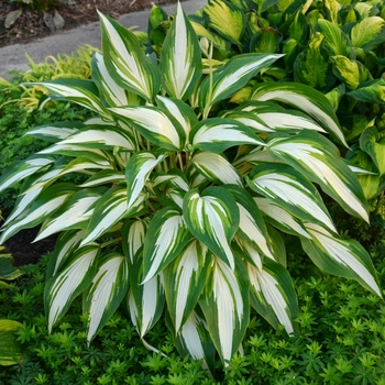 Hosta 'Cool as a Cucumber' - Cool as a Cucumber Hosta