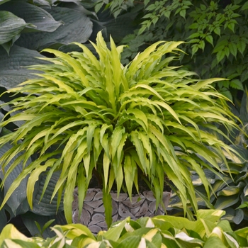 Hosta - 'Curly Fries' Hosta, Plantain Lily