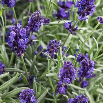 Lavandula angustifolia - Sweet Romance®