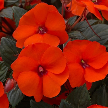 Impatiens 'Compact Hot Coral' - SunPatiens® Impatiens