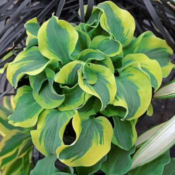 Hosta ''School Mouse'' PP29559 (Hosta, Plantain Lily) - School Mouse Hosta, Plantain Lily