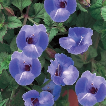 Torenia hybrid - Summer Wave® Large Blue