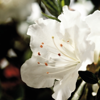Rhododendron hybrid - Encore® Autumn Angel®