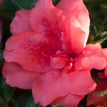 Rhododendron hybrid - Encore® Autumn Princess®