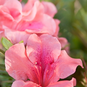 Rhododendron hybrid - Encore® Autumn Coral®