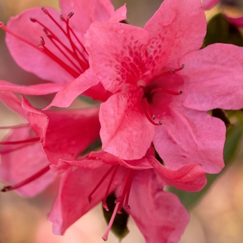 Rhododendron hybrid - Encore® Autumn Cheer®
