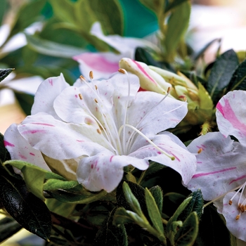 Rhododendron hybrid - Encore® Autumn Starlite®