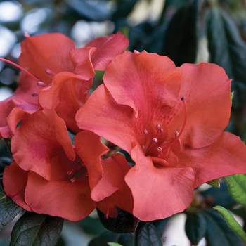 Rhododendron hybrid - Encore® Autumn Embers™ 