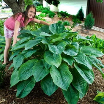 Hosta ''Empress Wu'' PP20,774 (Plantain Lily, Hosta) - Shadowland® Empress Wu