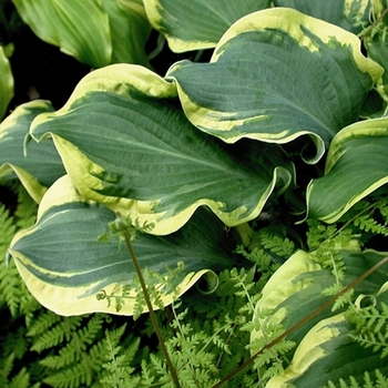 Hosta ''Wheee!'' PP23565, Can 4948 (Hosta, Plantain Lily) - Shadowland® Wheee!