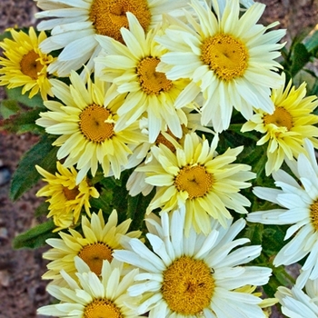 Leucanthemum superbum - Amazing Daisies® 'Banana Cream'